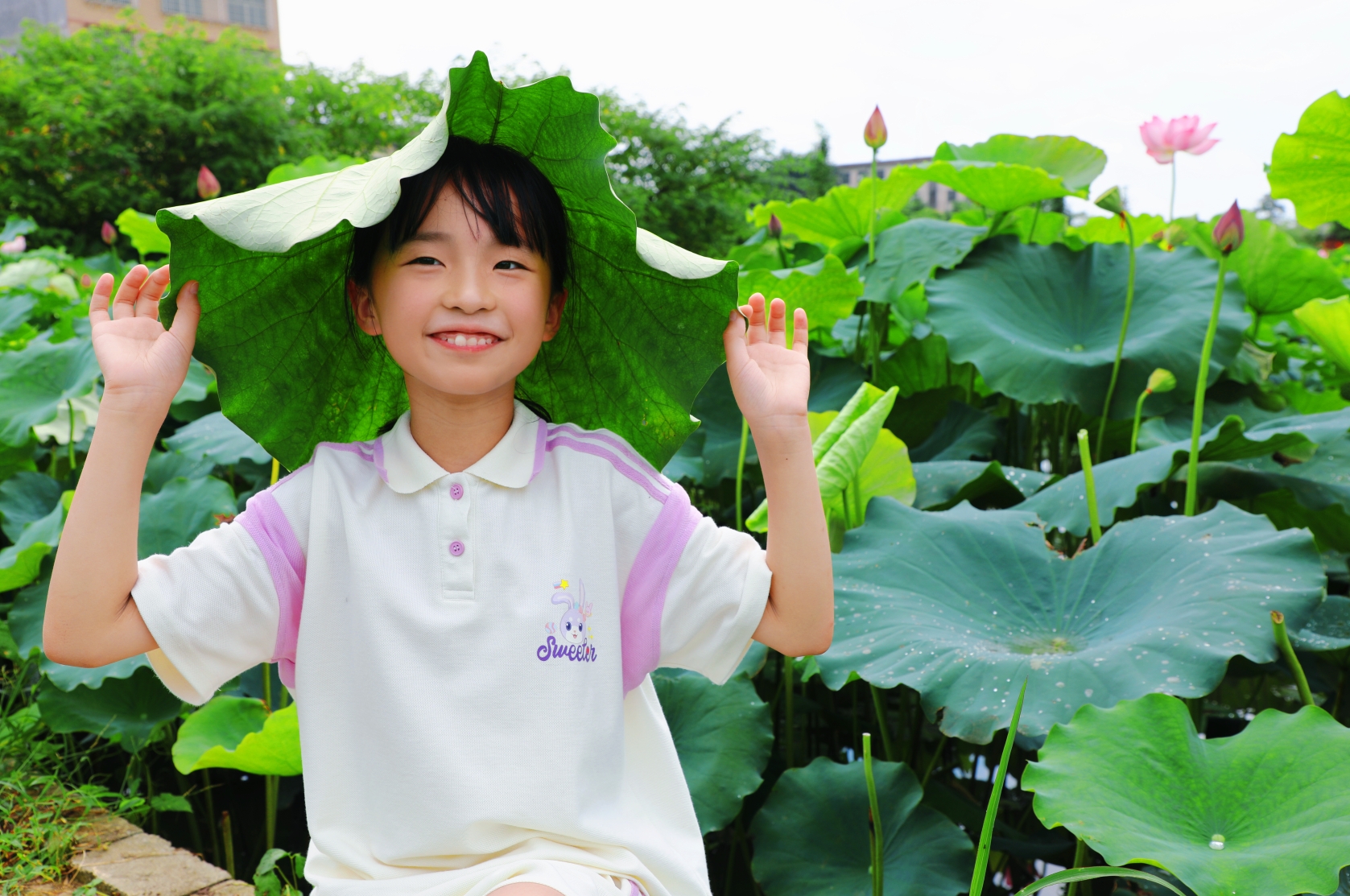 【植物百科】外文名：Lotus Flower 属毛茛目、莲科 别名：莲花、水芙蓉