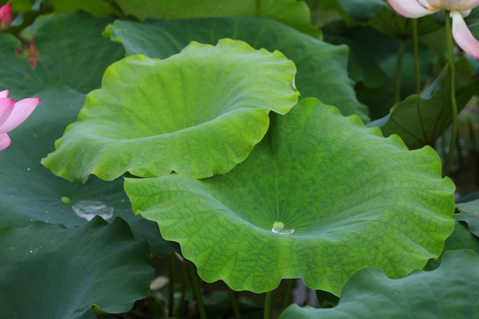 【植物价值】《本草纲目》中记载说荷花，莲子、莲衣、莲房、莲须、莲子心、荷叶、荷梗、藕节等均可药用。莲叶能清暑利湿、升阳止血。藕节能止血、散瘀、解热毒。荷梗能清热解暑、通气行水、泻火清心。