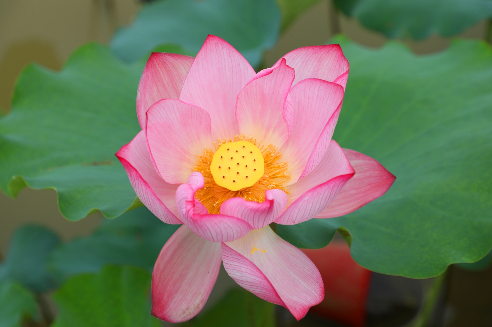 【一花一名】宋陆佃在《埤雅》中解释了荷的来历，“荷总名也，花叶等名俱众义，以不知为问，谓之荷也。”意思是说，荷花各个器官均有专称，只是总的不知叫什么，于是将“何”字加上草字头而成为“荷”，含负荷之意。