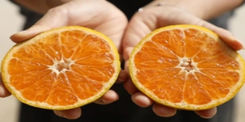 乡村振兴进行时丨一起组个“桔”，“趣”大埠桥街道宋家桔场采摘吧！