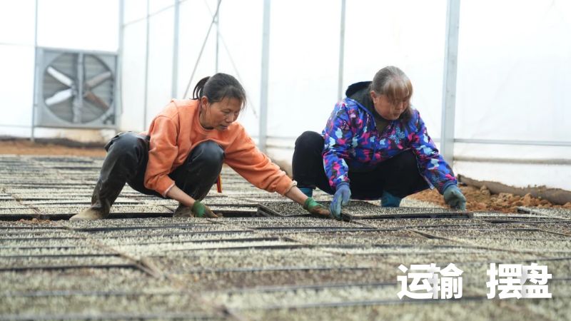 工人们将催芽成功的秧盘逐一卸下，快速平稳地运送至育秧大棚内，依照预先规划好的布局，把满载希望的秧盘整齐有序地排列在大棚里。