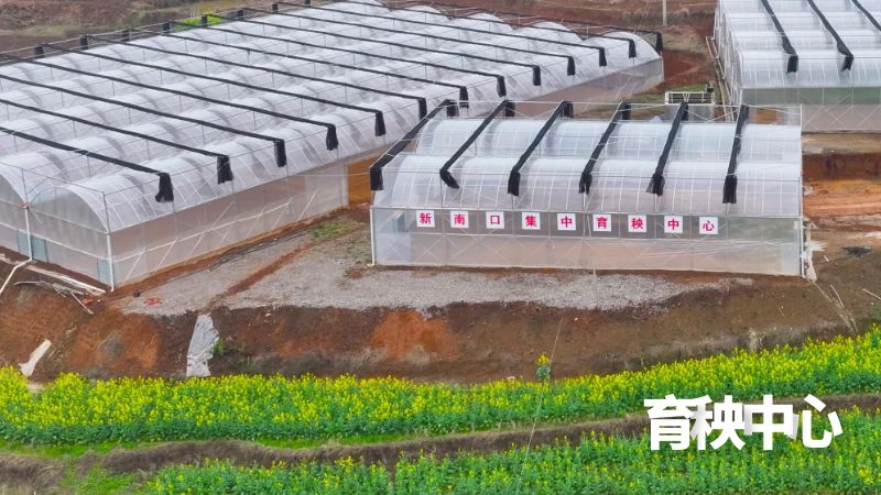 秧好一半禾，苗好七分收。在娄底市娄星区蛇形山镇新南口种养专业合作社和瑞农农机专业合作社，一条水稻育秧播种流水线马力全开。撒种、浇水、运输、催芽、摆盘等工序有条不紊地进行，从“看天育秧”到“密室造苗”，省工省力降成本，极大地提高了水稻育秧效率。现在，就让我们一起来探寻科技助力农业发展的奥秘吧。