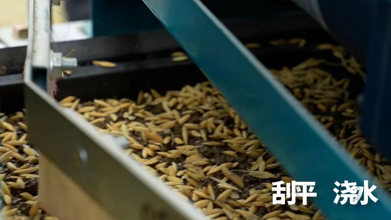 伴随着流水线的持续推进，刮平板匀速移动，将撒落在秧盘上堆积不均的土壤和种子轻柔抚平。紧接着秧盘来到浇水区域，无数细密的水珠喷洒而下，均匀地覆盖在秧盘之上。