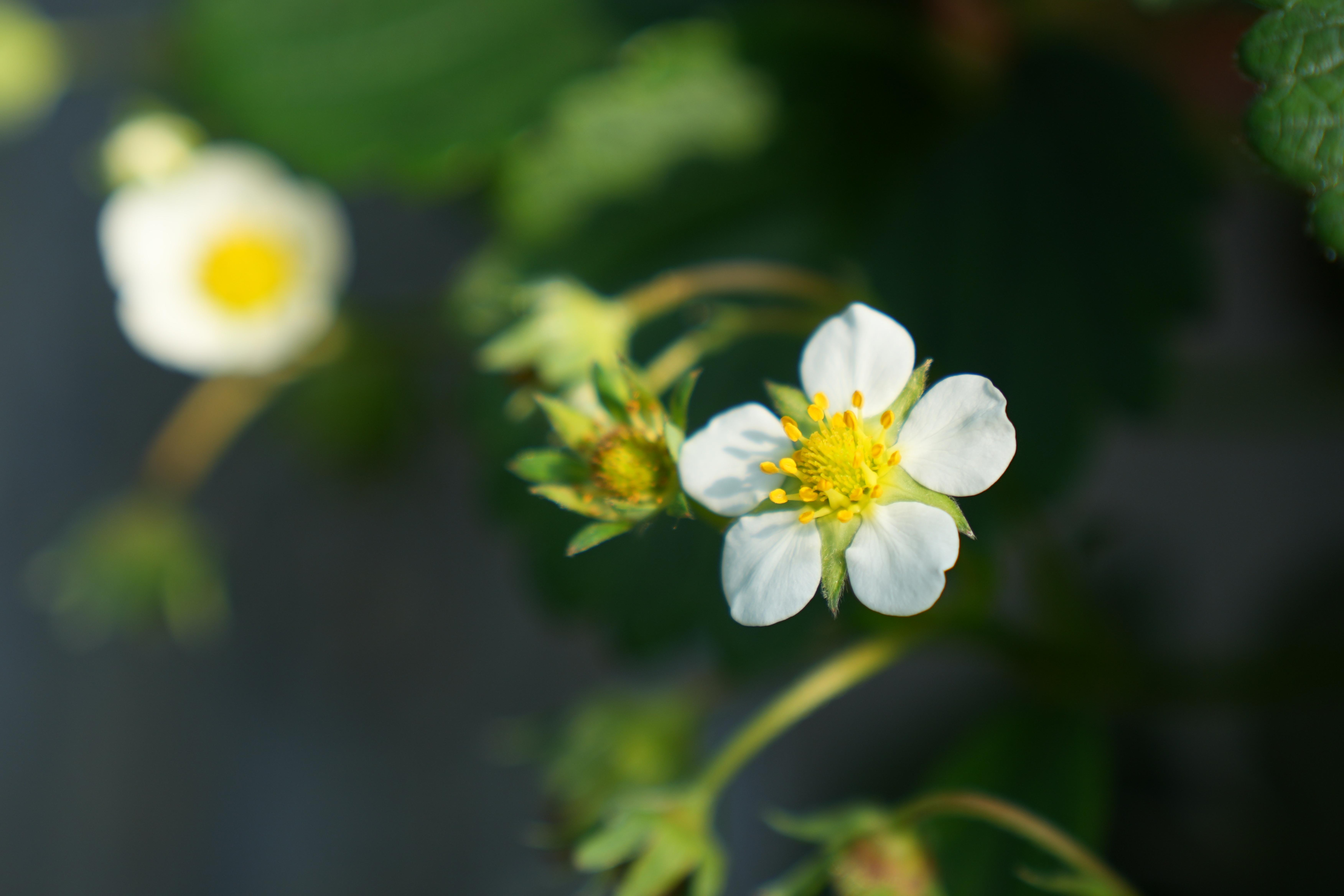 3、草莓花期。
白色花瓣是我们常见的草莓品种，也有一些粉色或者其他颜色。在这个生长期，只要保证花的开放质量就可以了。
