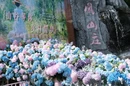 视频｜绣球花海美如画 来娄星，共赴一场缤纷之约