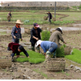 新田村：“党建+合作社+农户” 稻田实现“零”抛荒