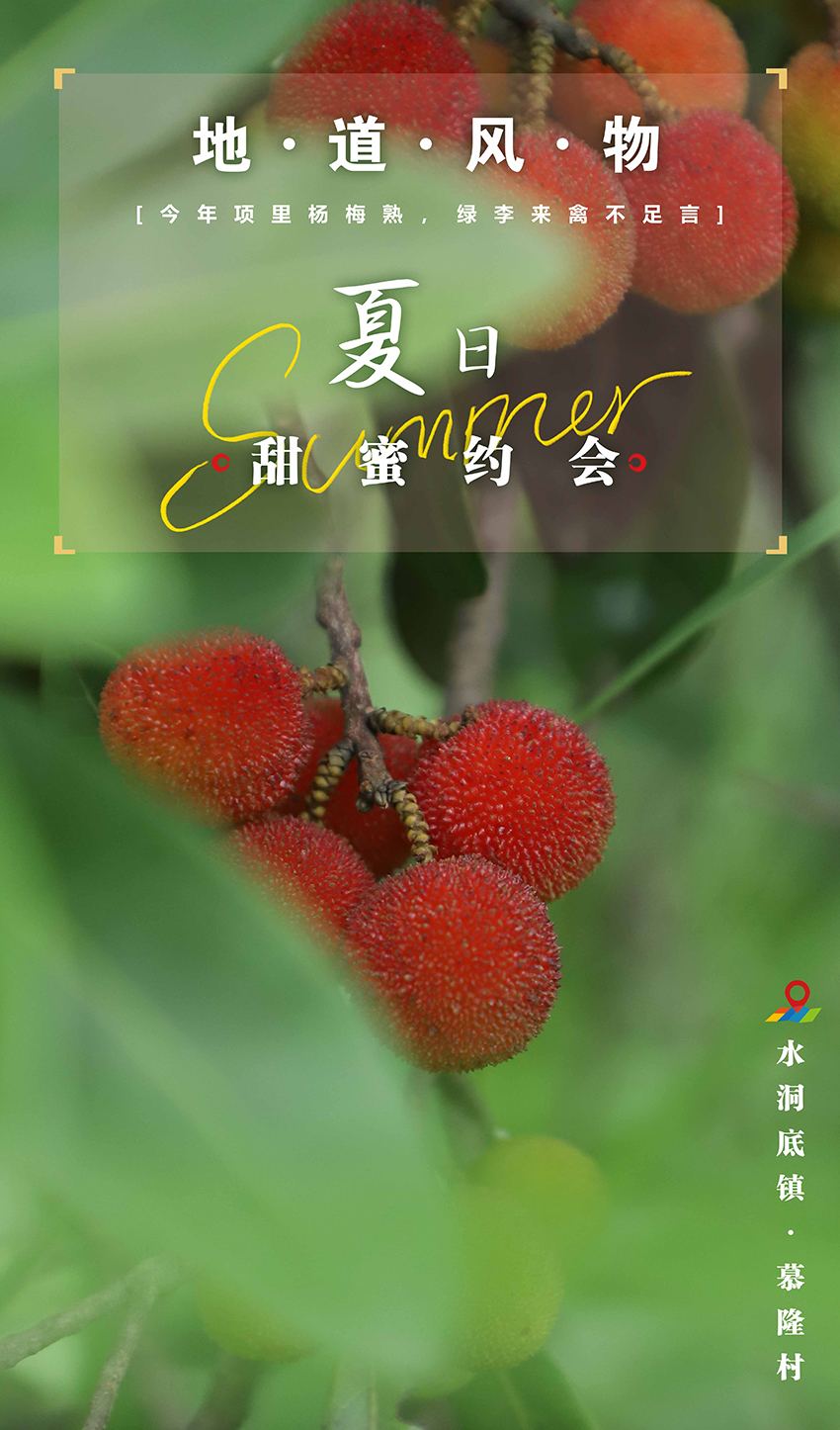 楊梅.jpg