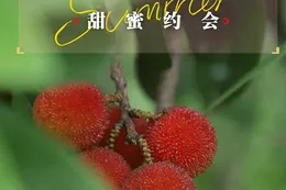 娄星区：瓜果上新 夏日的甜蜜约会