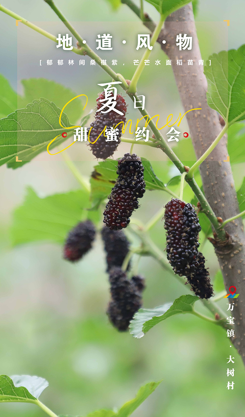 桑葚.jpg