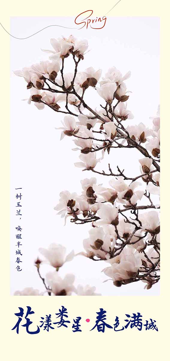 玉兰1.jpg