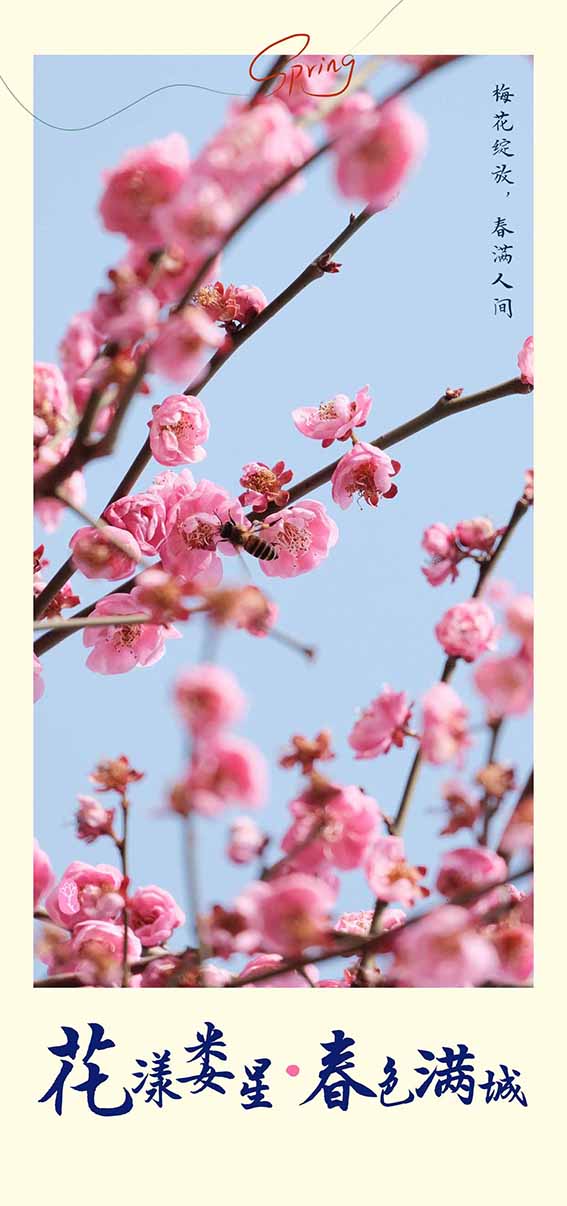 梅花1.jpg