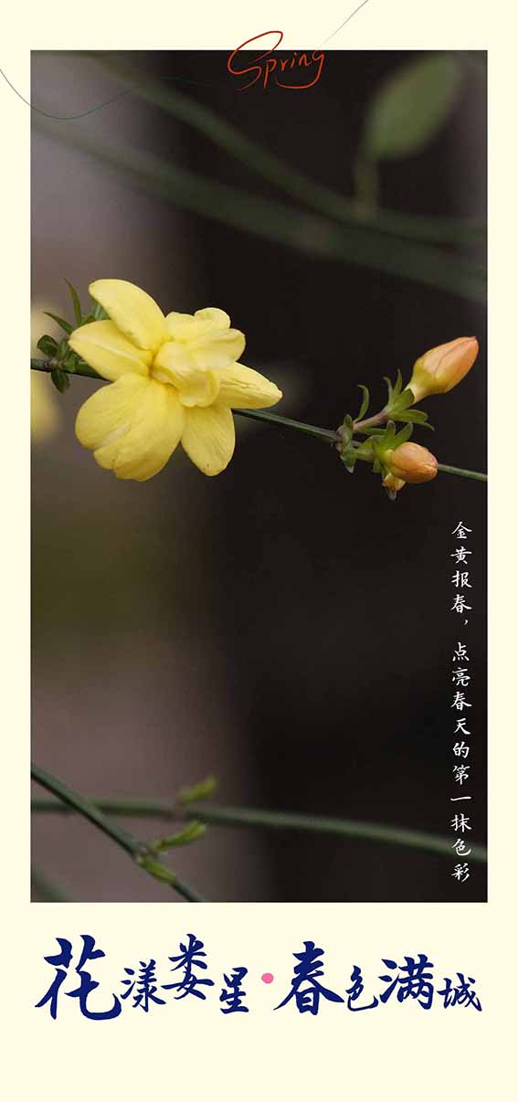 报春.jpg
