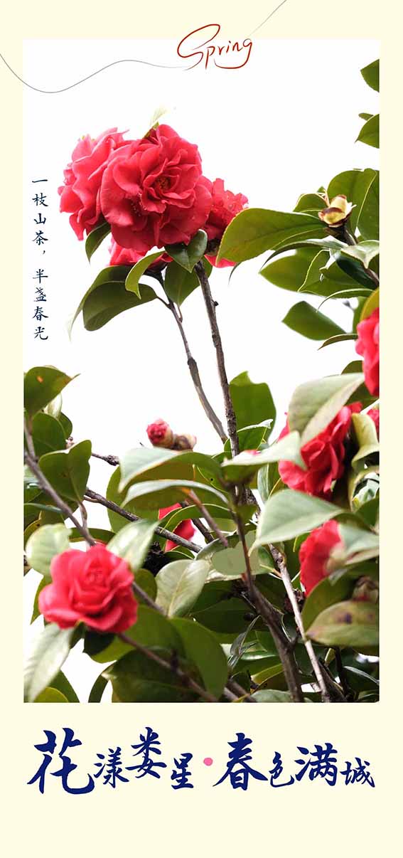 山茶.jpg