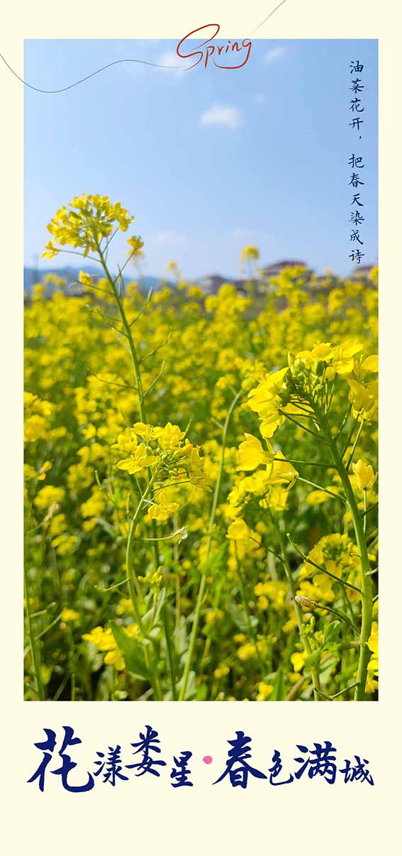 油菜花1.jpg