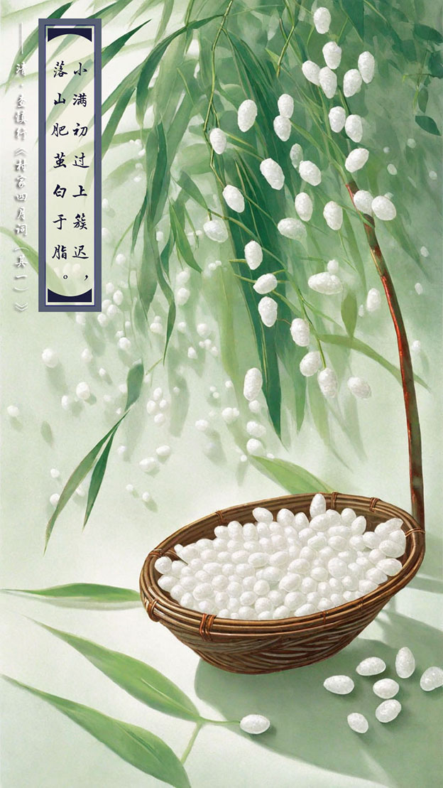 小满初过上簇迟，落山肥茧白于脂。.jpg