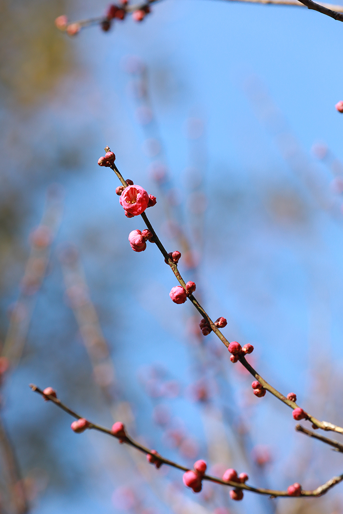 ​​“开百花之先，独天下而春。”虽然天气寒冷，娄星区街道旁的梅花已开始吐蕊绽放，三朵一簇，五朵一堆，星星点点地挂在枝头，一树一丛皆有蓬勃风采，为城市增添了一抹温暖的色彩，成为寒冬里最俏的报春花。