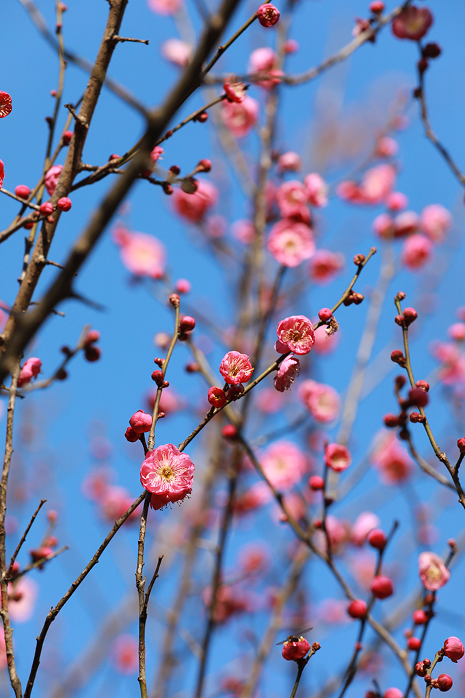 ​​“开百花之先，独天下而春。”虽然天气寒冷，娄星区街道旁的梅花已开始吐蕊绽放，三朵一簇，五朵一堆，星星点点地挂在枝头，一树一丛皆有蓬勃风采，为城市增添了一抹温暖的色彩，成为寒冬里最俏的报春花。
