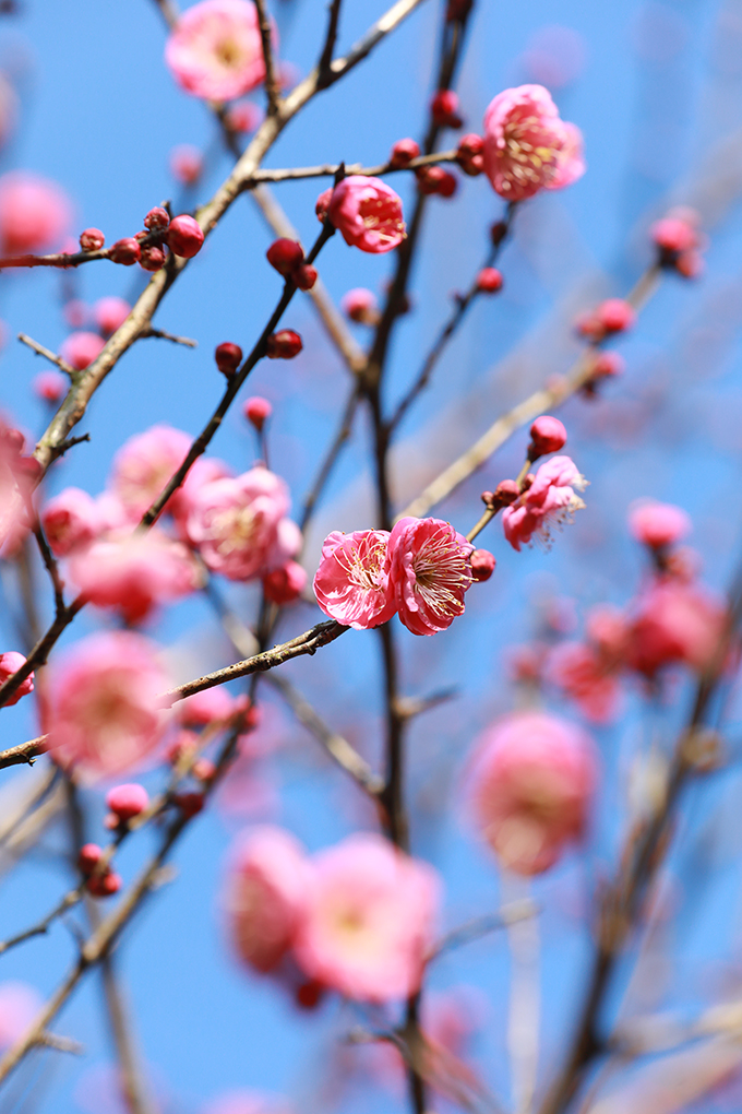 ​​“开百花之先，独天下而春。”虽然天气寒冷，娄星区街道旁的梅花已开始吐蕊绽放，三朵一簇，五朵一堆，星星点点地挂在枝头，一树一丛皆有蓬勃风采，为城市增添了一抹温暖的色彩，成为寒冬里最俏的报春花。