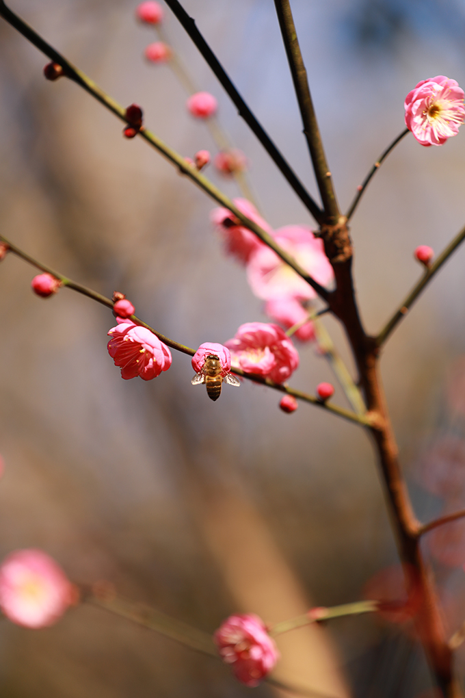 ​​“开百花之先，独天下而春。”虽然天气寒冷，娄星区街道旁的梅花已开始吐蕊绽放，三朵一簇，五朵一堆，星星点点地挂在枝头，一树一丛皆有蓬勃风采，为城市增添了一抹温暖的色彩，成为寒冬里最俏的报春花。