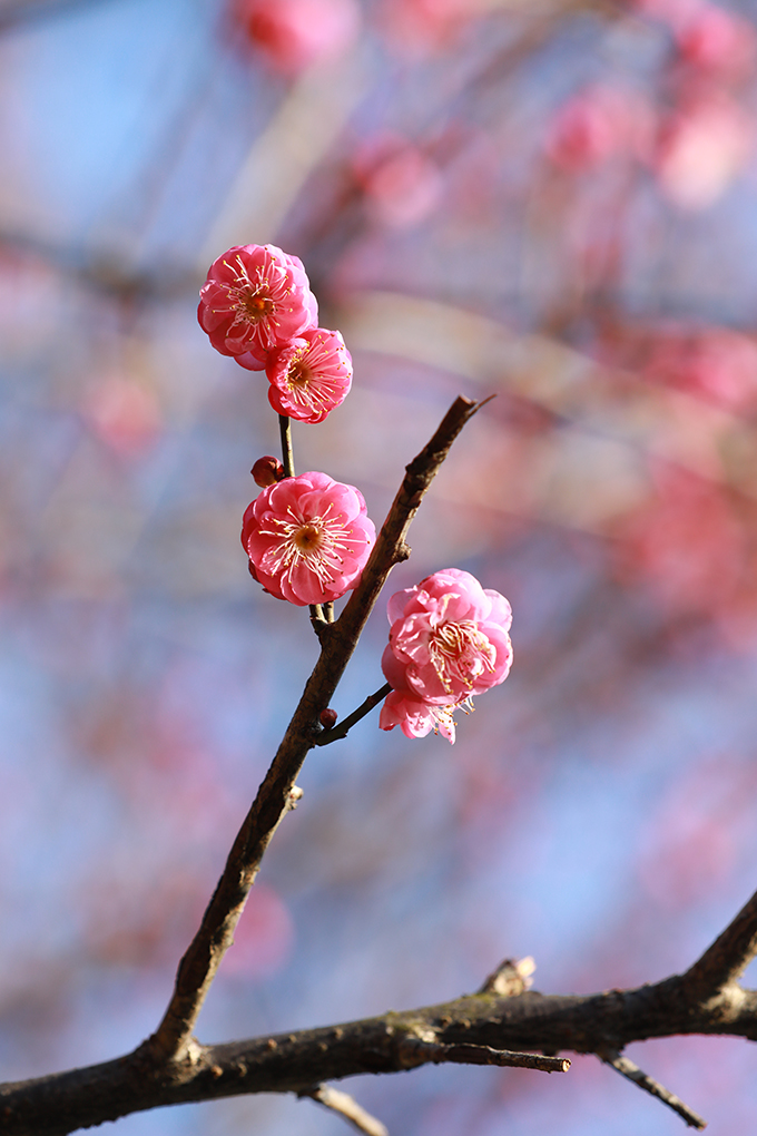 ​​“开百花之先，独天下而春。”虽然天气寒冷，娄星区街道旁的梅花已开始吐蕊绽放，三朵一簇，五朵一堆，星星点点地挂在枝头，一树一丛皆有蓬勃风采，为城市增添了一抹温暖的色彩，成为寒冬里最俏的报春花。