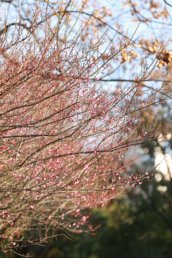 ​​“开百花之先，独天下而春。”虽然天气寒冷，娄星区街道旁的梅花已开始吐蕊绽放，三朵一簇，五朵一堆，星星点点地挂在枝头，一树一丛皆有蓬勃风采，为城市增添了一抹温暖的色彩，成为寒冬里最俏的报春花。