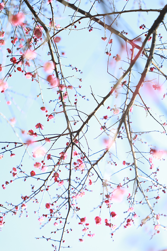 “开百花之先,独天下而春。”虽然天气寒冷,娄星区街道旁的梅花已开始吐蕊绽放,三朵一簇,五朵一堆,星星点点地挂在枝头,一树一丛皆有蓬勃风采,为城市增添了一抹温暖的色彩,成为寒冬里最俏的报春花。