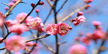 冬日娄星丨梅影绰约，暗香浮动