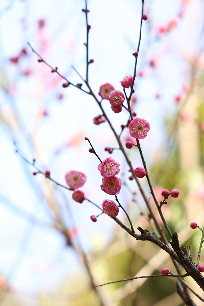 ​​“开百花之先，独天下而春。”虽然天气寒冷，娄星区街道旁的梅花已开始吐蕊绽放，三朵一簇，五朵一堆，星星点点地挂在枝头，一树一丛皆有蓬勃风采，为城市增添了一抹温暖的色彩，成为寒冬里最俏的报春花。