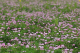 乡村振兴在行动丨娄星区：千亩紫云英花绽放 绿肥养田保生态