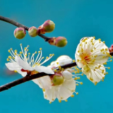 二十四节气·立春丨就地过年待春归,梅花吐蕊分外“湘”