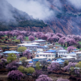 红网旅游特惠团招募丨林芝的桃花更盛往昔 想把西藏的春天说与你听