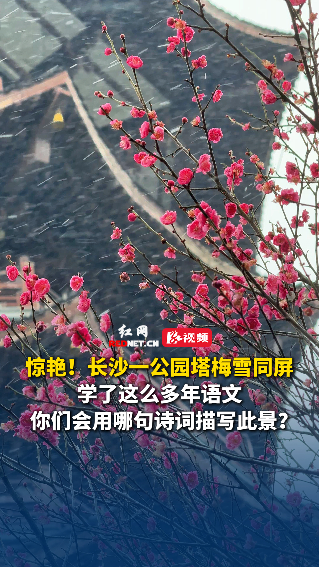 洋湖湿地“梅花隧道”美成诗画